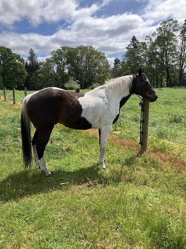 paint-gelding