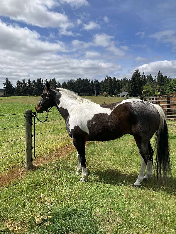 paint-horse-for-sale