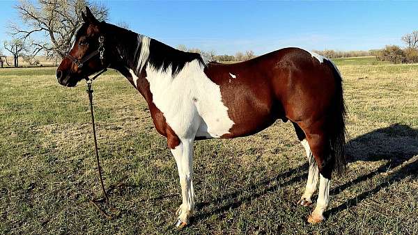 tobiano-horse