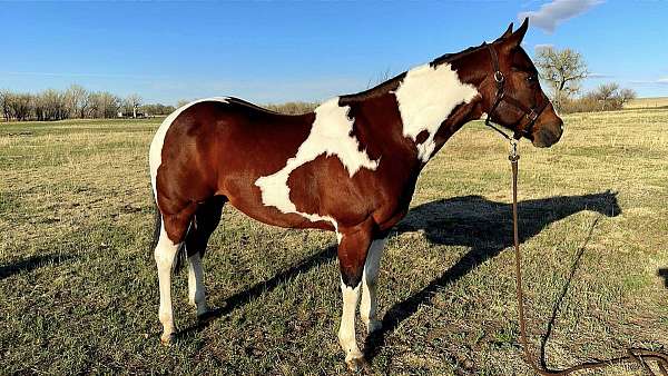 bay-tobiano-horse