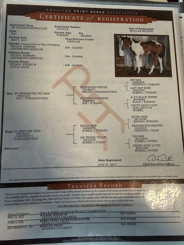 all-around-paint-horse