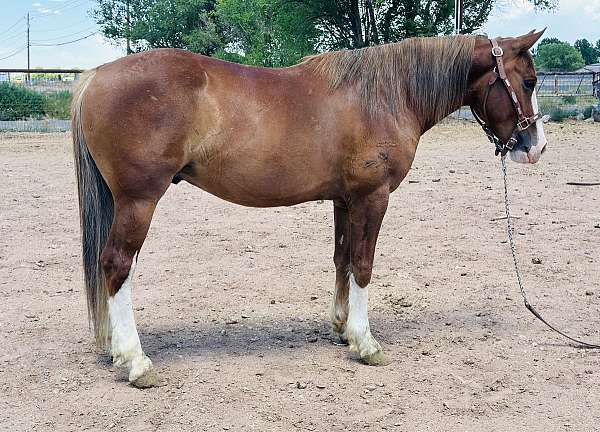 penning-crossbred-pony