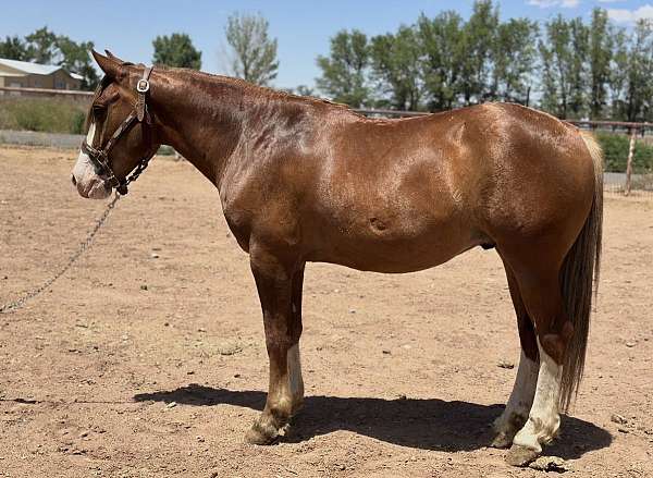 team-penning-crossbred-pony