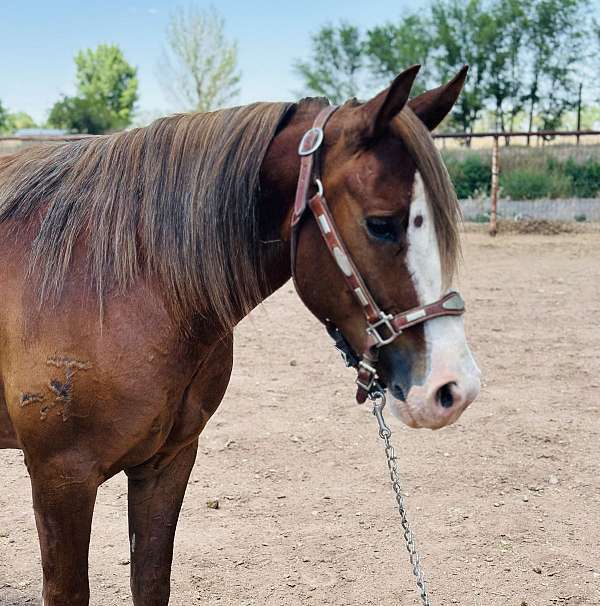 all-around-crossbred-pony