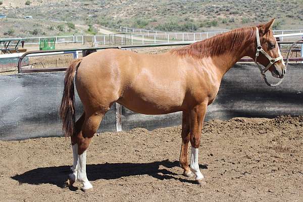 all-around-quarter-horse