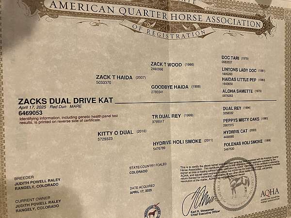 athletic-quarter-horse