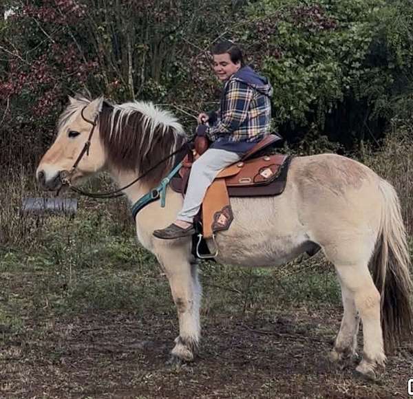 fjord-gelding