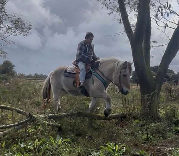 fjord-horse-for-sale