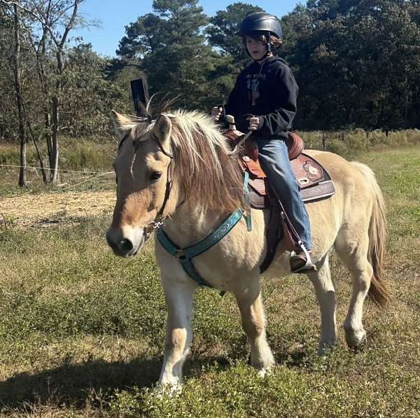 fjord-horse