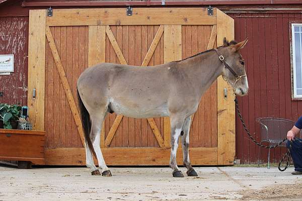 dun-foundation-trail-horse