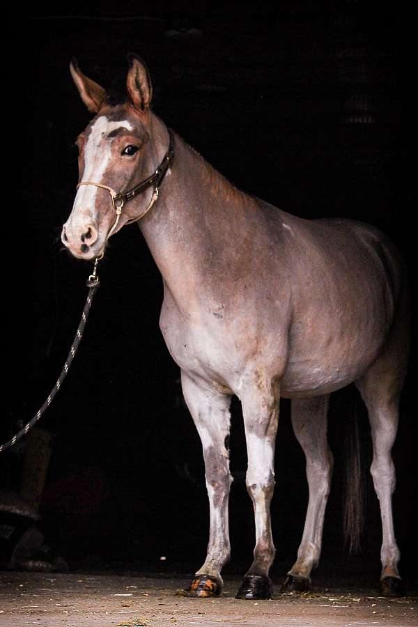 dun-mule-paint-horses-for-sale