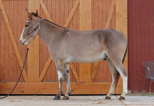 foundation-trail-mule-paint-horse
