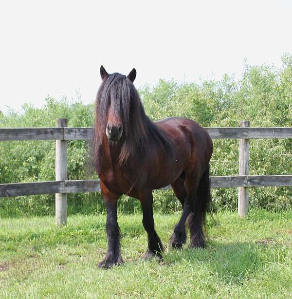 action-dales-pony