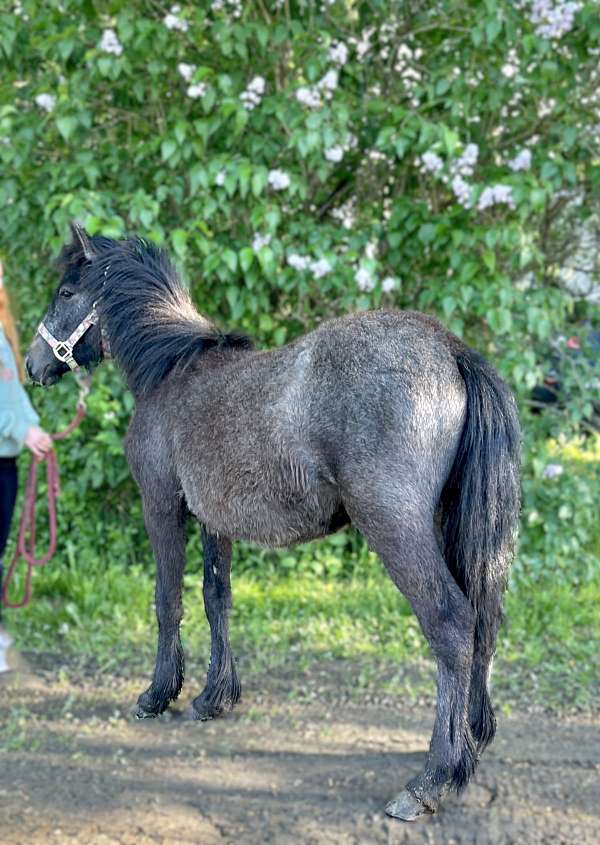 dales-filly-pony