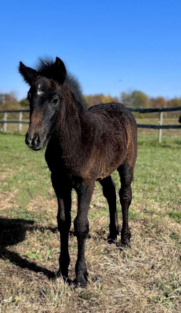 dales-usa-pony