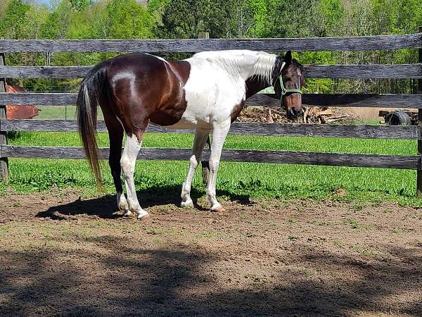 paint-horse