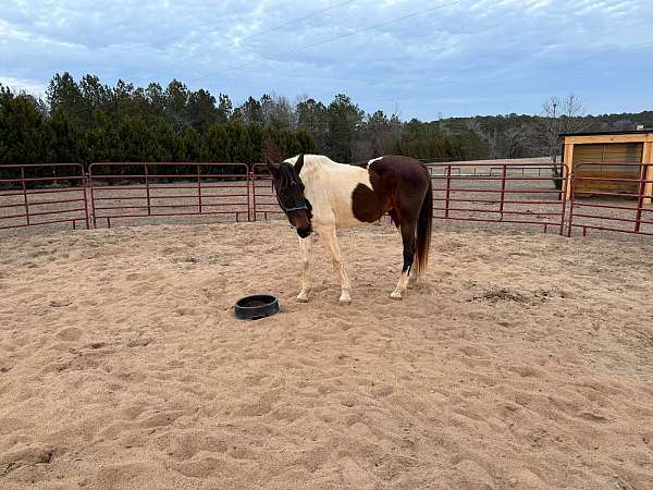tobiano-paint-horse