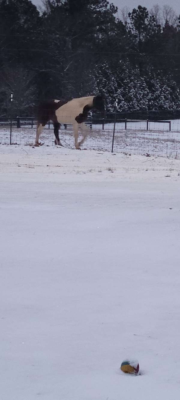 breeding-saddlebred-horse