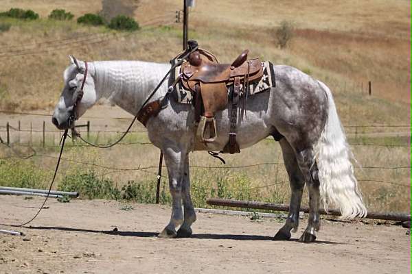 all-around-quarter-horse