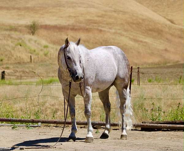 athletic-quarter-horse