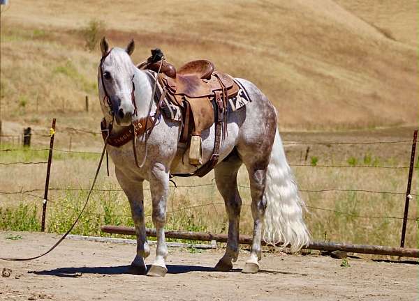 beginner-quarter-horse