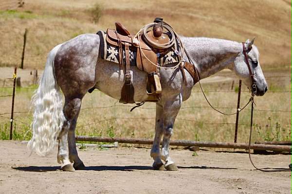 endurance-quarter-horse