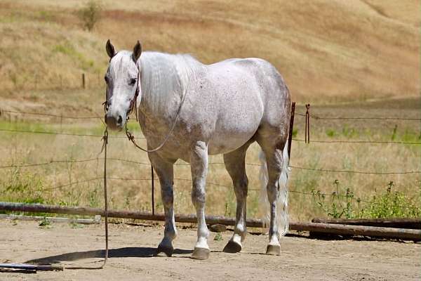 experienced-quarter-horse