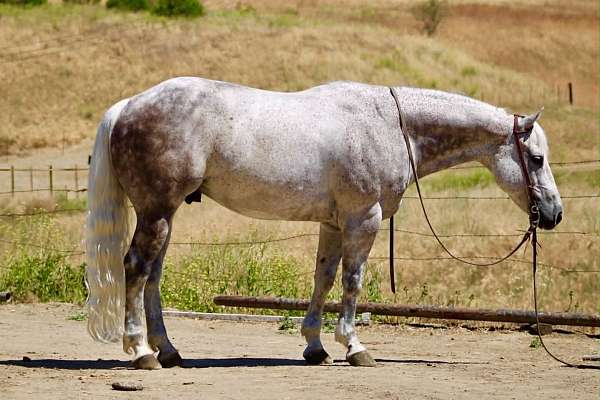 flashy-quarter-horse