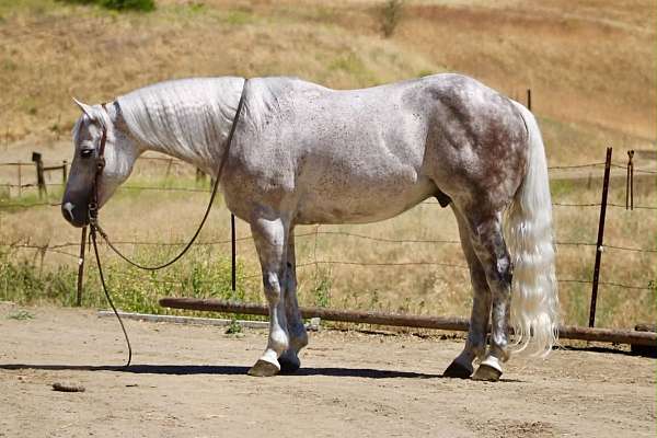 husband-safe-quarter-horse
