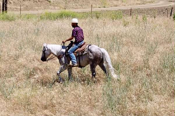 pack-quarter-horse
