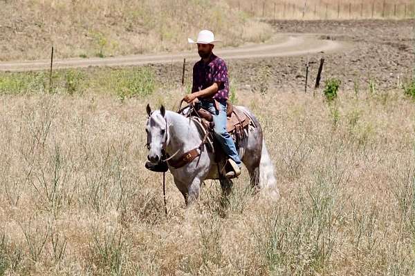 parade-quarter-horse