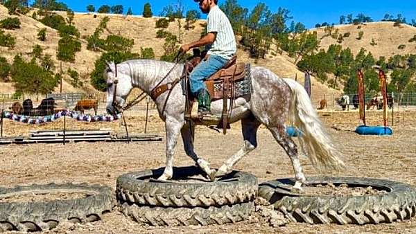 performance-quarter-horse