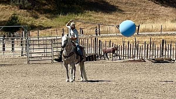 playday-quarter-horse