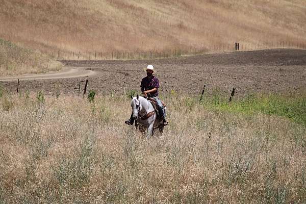 ranch-quarter-horse