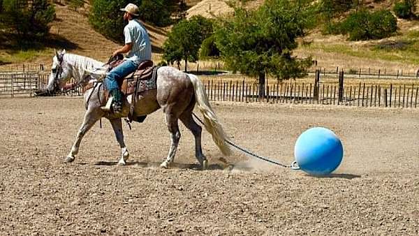 ranch-versatility-quarter-horse