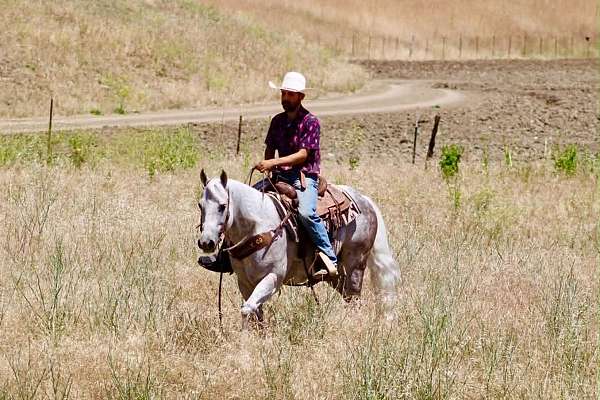 ranch-work-quarter-horse