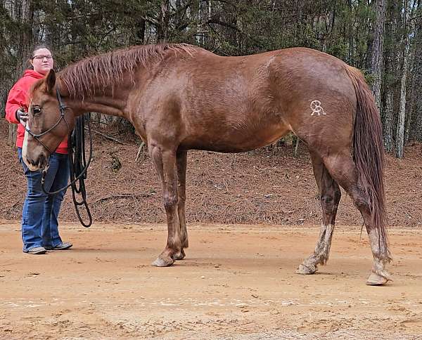 arena-iberian-horse