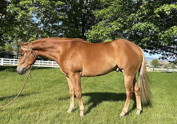 star-horse