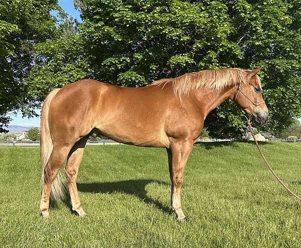 snip-horse