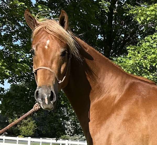 flaxen-manetail-horse