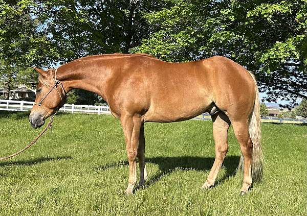 chestnut-star-horse