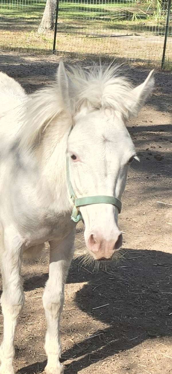 white-miniature-stallion
