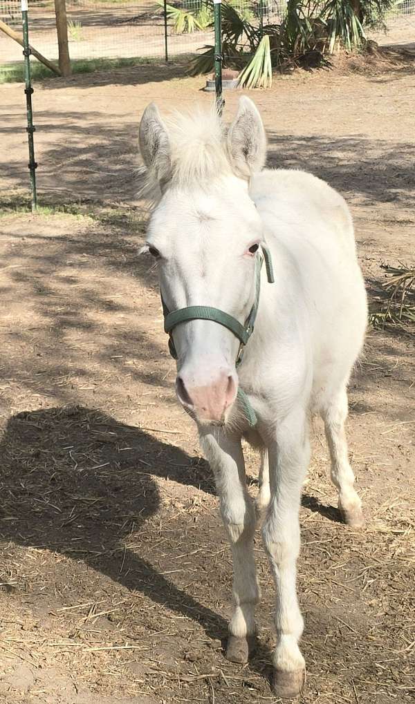white-stallion-for-sale
