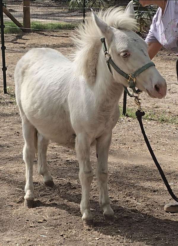 mini-mule-miniature-horse