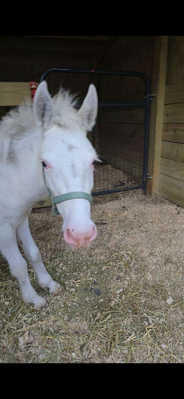 mule-miniature-horse