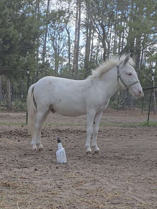 dwarf-stallion