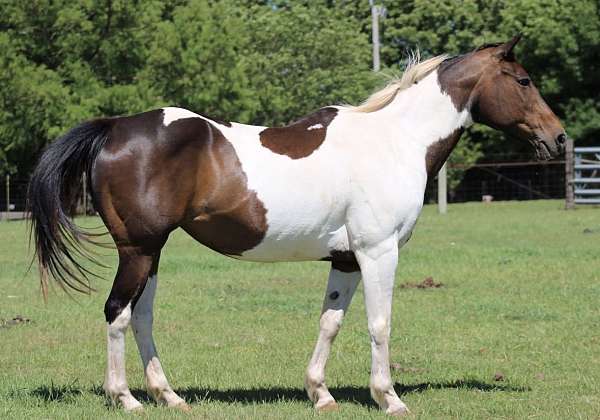 bay-overo-parade-pony