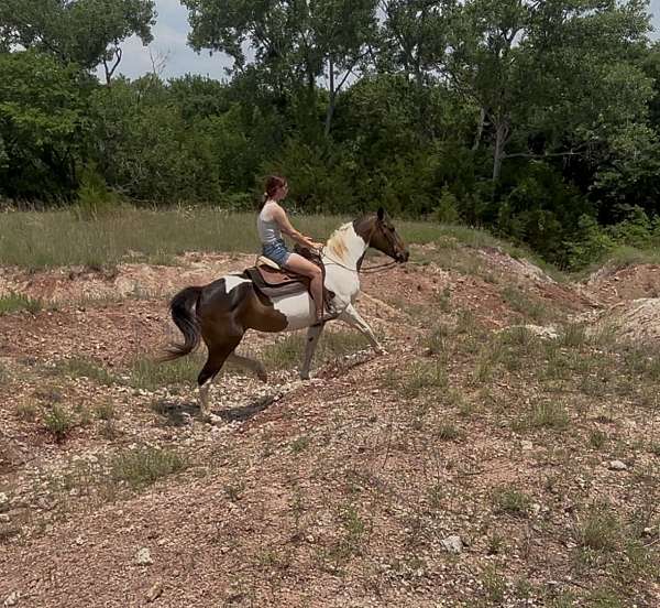 bay-overo-jumping-pony