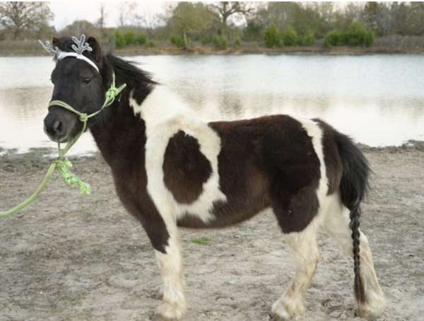 7-hand-mule-stallion