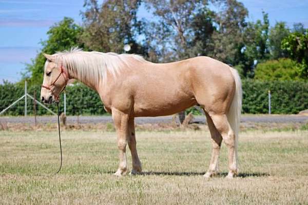 all-around-quarter-horse